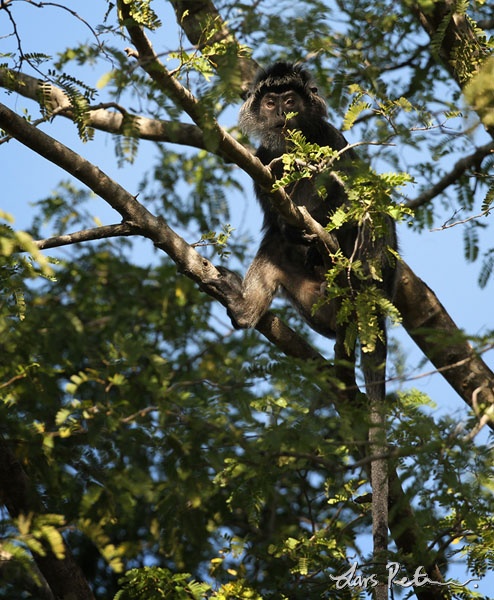 Javan Lutung (Ebony Leaf Monkey)